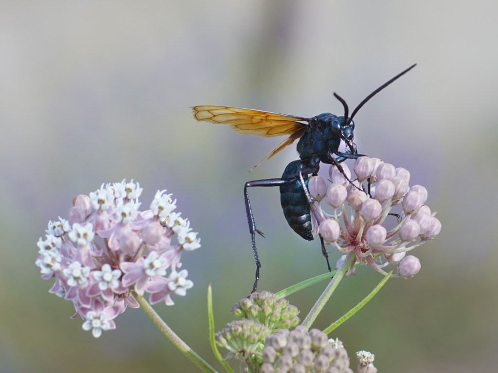 A big black Tarantula Hawk wasp sitting on a flower.