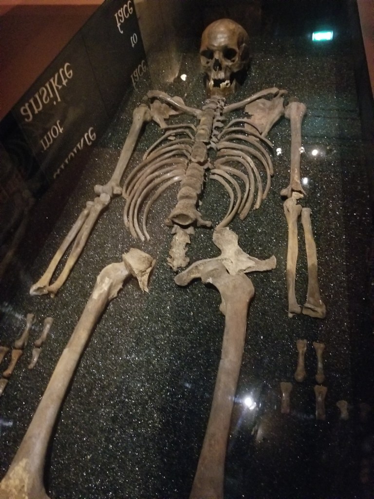 A photo of a skeleton lying on its back at the Vasa Museum Stockholm.