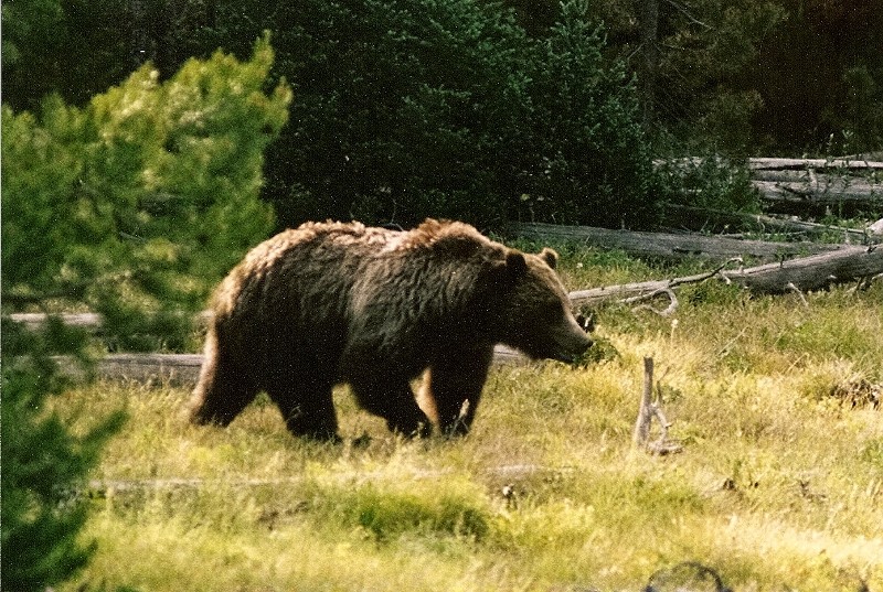 A grizzly bear is walking out of the thicket in a forest nearby the road | Grizzly 399 is dead