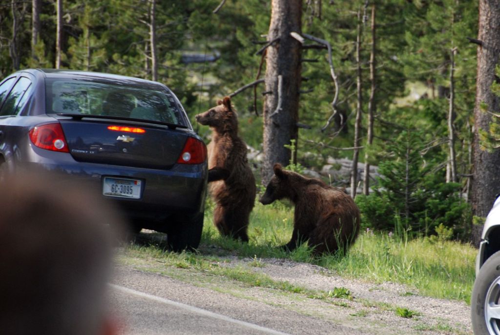 One grizzly cub is looking in the window of a blue car. The other one is right behind.