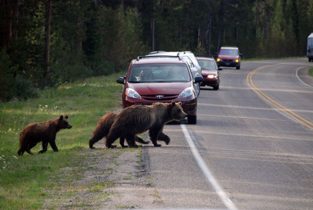 Four cars that are stopped on the road letting the grizzlies cross the road.