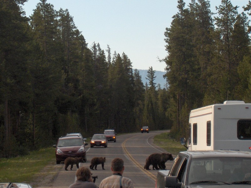 Six cars a car with a big trailer and a grizzly mother and three cubs on the road | Grizzly 399 is dead