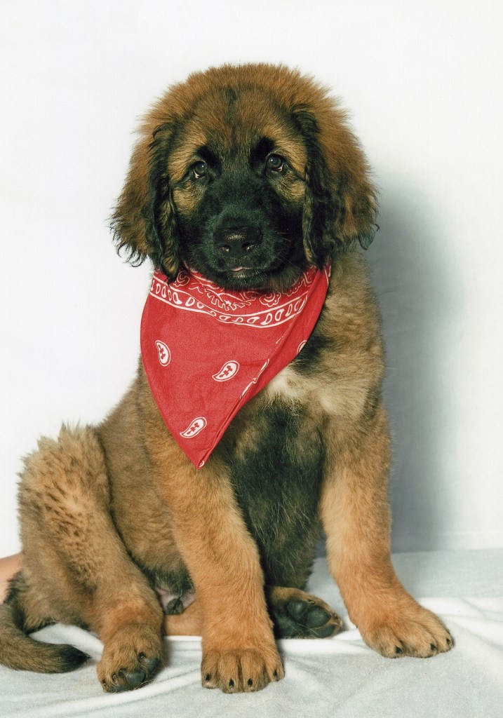 Bronco, our Leonberger puppy is looking straight into the camera. He is wearing a red bandana | Neutering or spaying a dog at 6 months old can be dangerous to their health depending on breed
