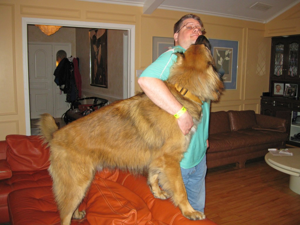Our Leonberger dog Bronco is standing on a red leather sofa. He is stretching to give me a hug.