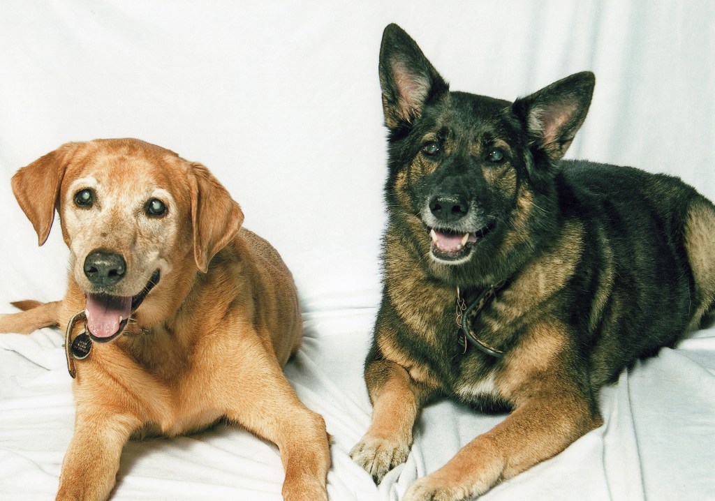 Our yellow lab Baylor is on the left. Our brown-black German Shepherd Baby is on the right | Neutering or spaying a dog at 6 months old can be dangerous to their health depending on breed