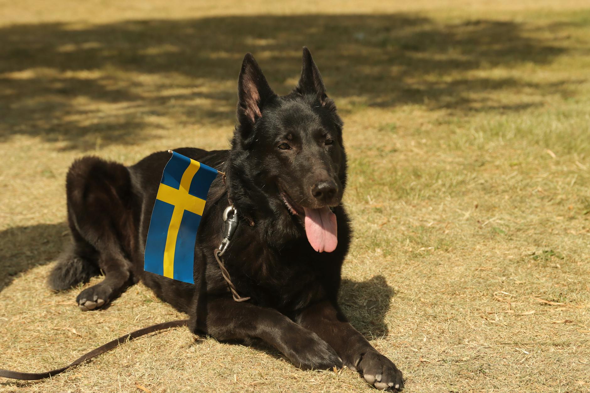 Black dog with a Swedish flag | Accents are very difficult to lose