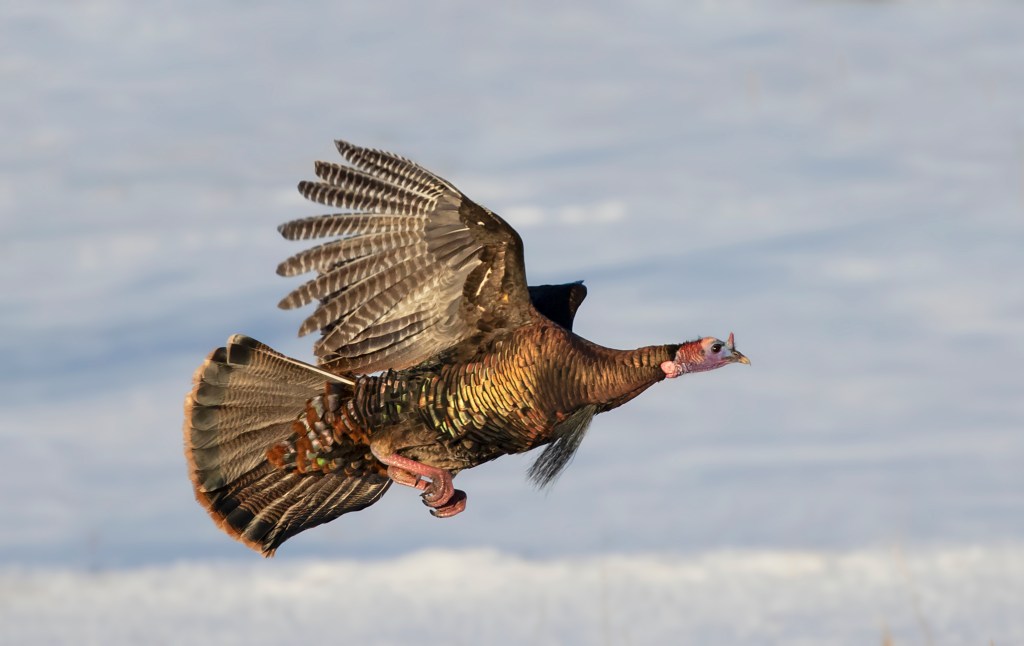 A male turkey in the middle of flight | There are flying Turkeys