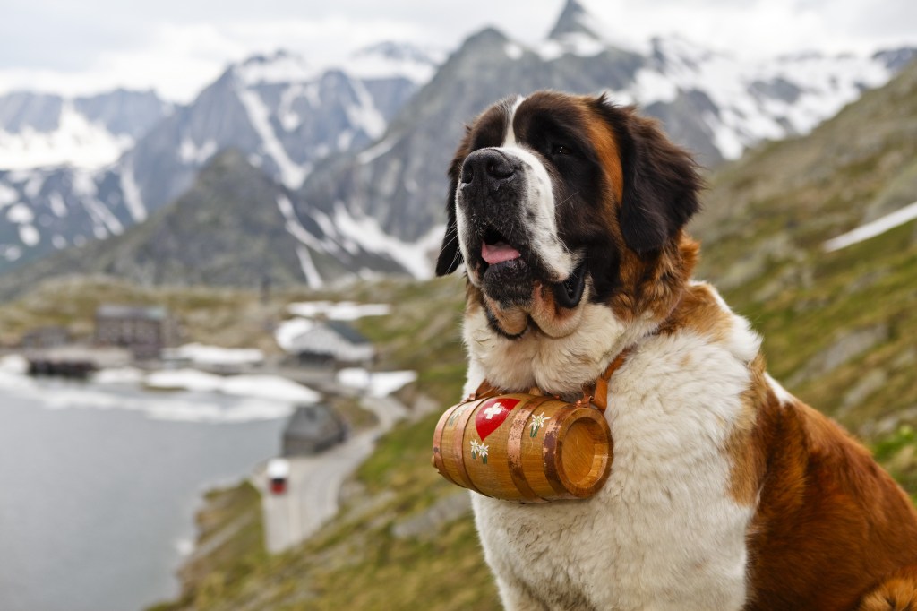 A Saint Bernard dog carrying the typical cognac container. There are mountains in the background | Neutering or spaying a dog at 6 months old can be dangerous to their health depending on breed