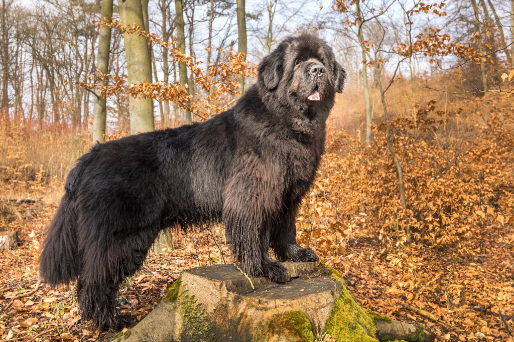 A dark brown Newfoundland dog standing on a stump in the forest.