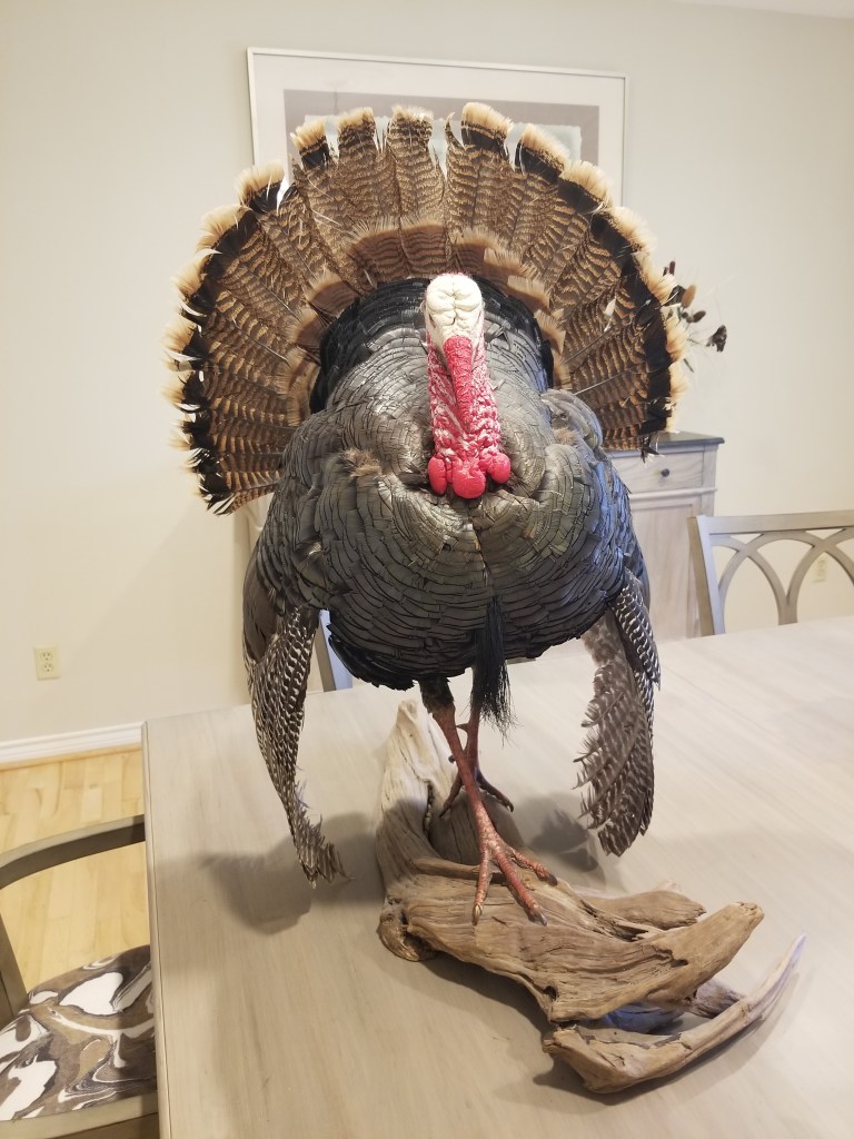 A standing male turkey with a white head, red neck, and fluffed up feathers | There are flying Turkeys