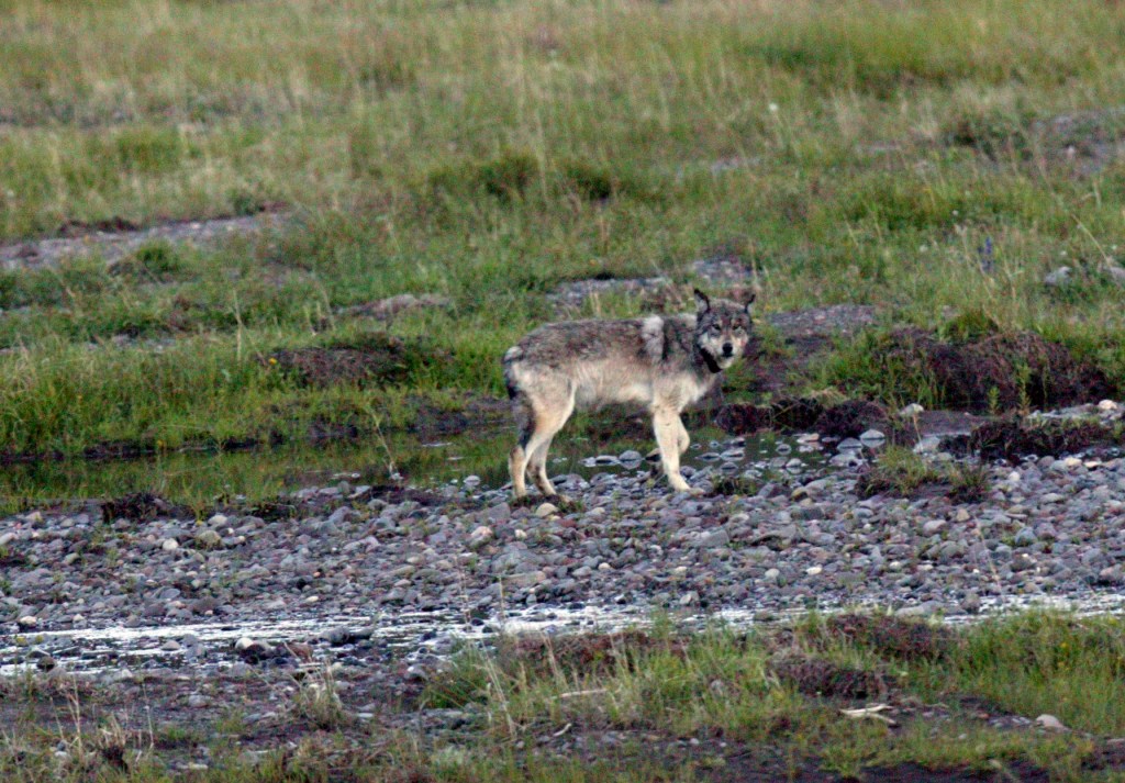 A grey wolf is standing sideways but looking into the camera.