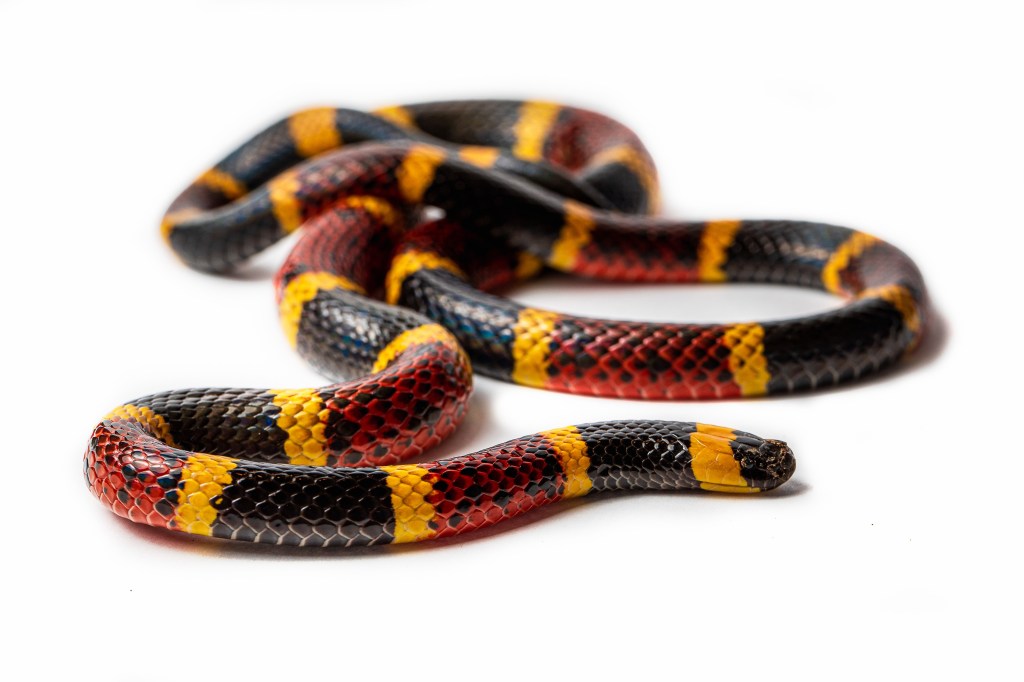 A Texas Coral Snake, Mircrurus tener, isolated on a white background | Red Touches Yellow Kill A Fellow