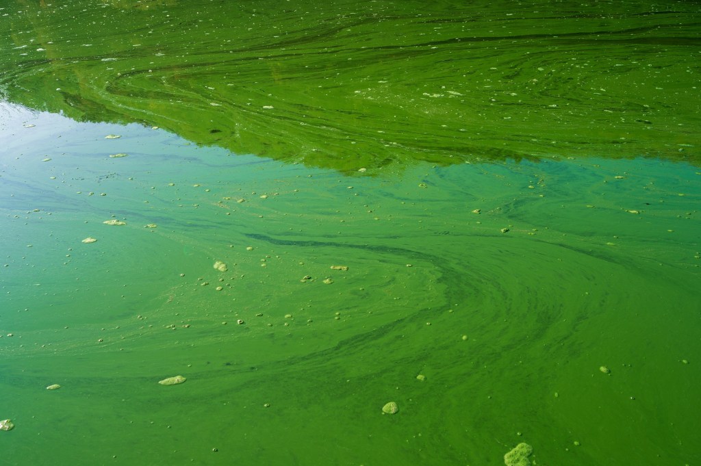 Green algae sludge in water.