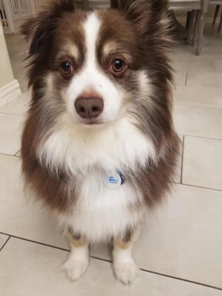 Our dark brown and white mini-Australian Shepherd is standing in the kitchen.