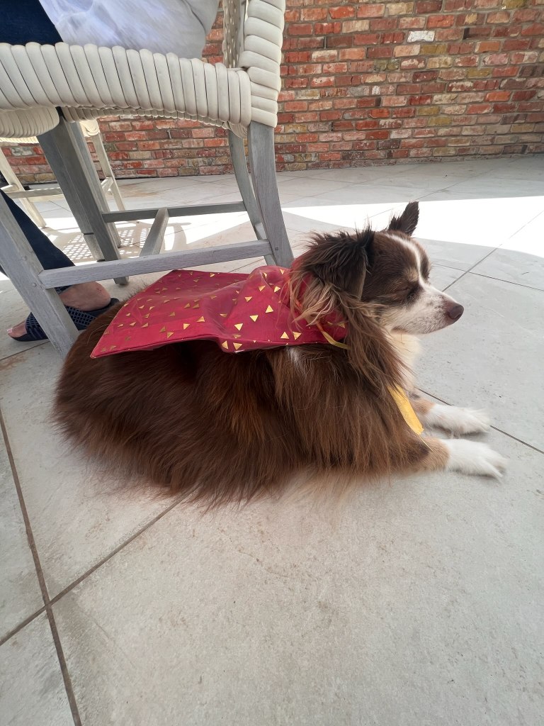 A mini-Australian Shepherd sitting on the patio floor | The Great Sun and Moon Spectacle