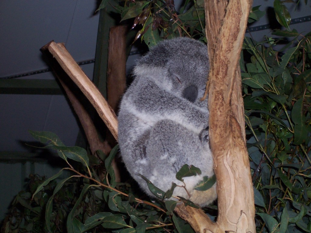 A koala is sitting in a tree branch curled up with its eyelids shut.