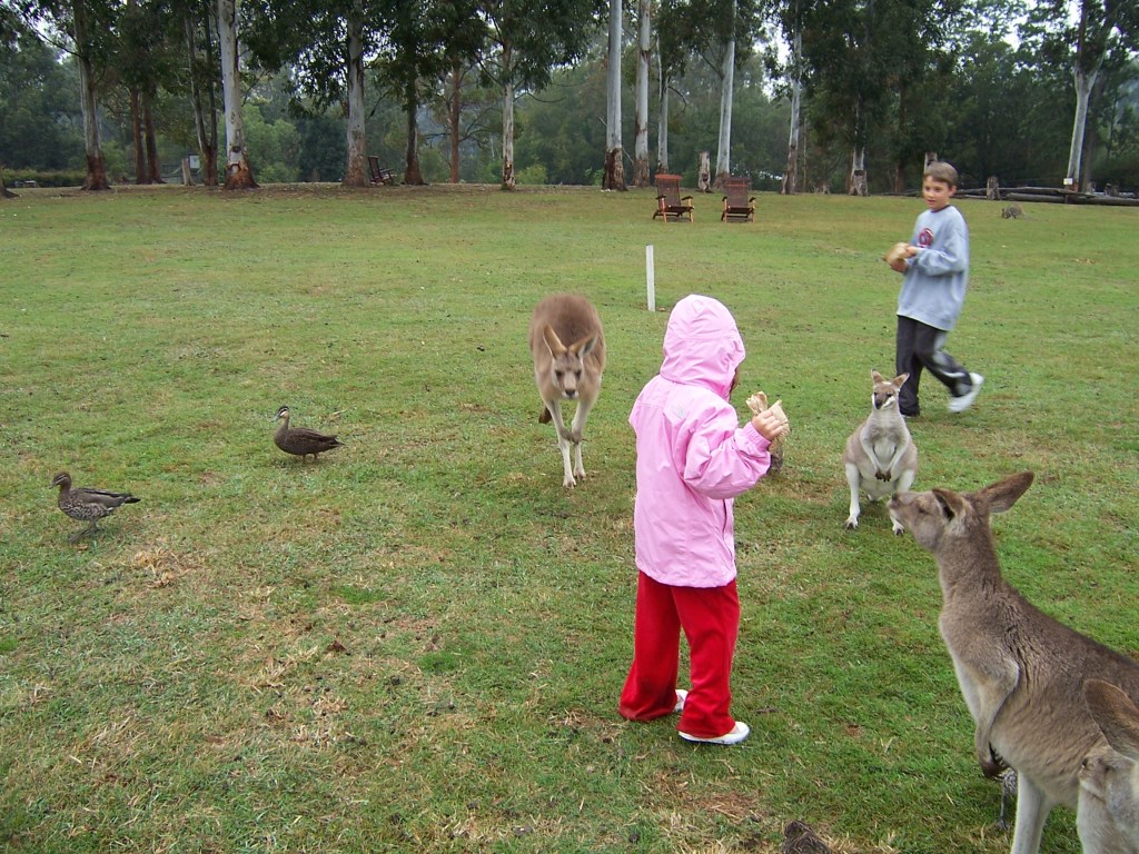Our son in a blue shirt and our daughter in a pink rain jacket surrounded by three kangaroos.