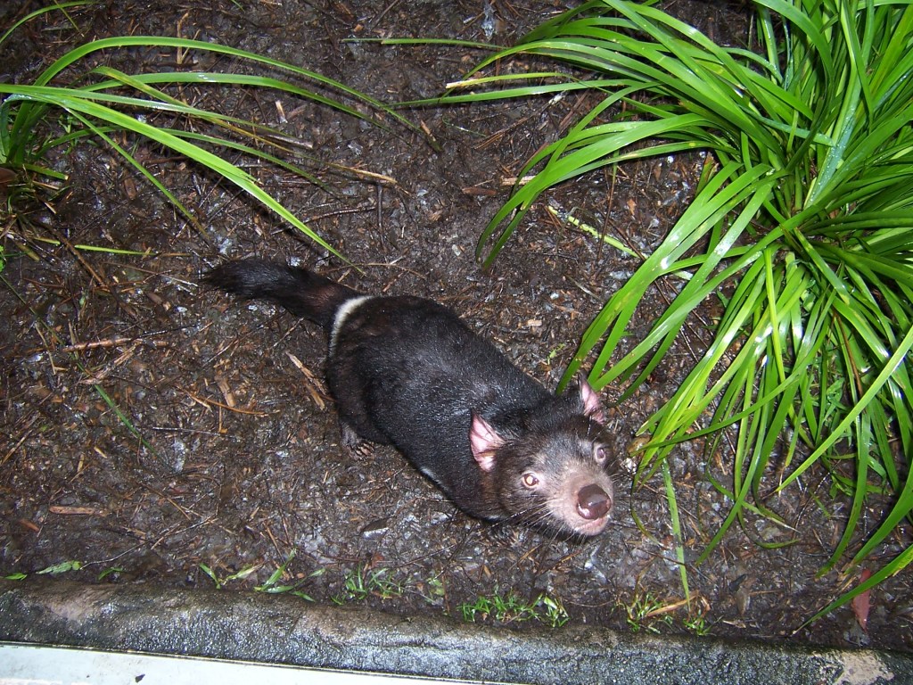 The Tasmanian Devil is behind a fence, and he is looking up to the camera | Marsupial Planet