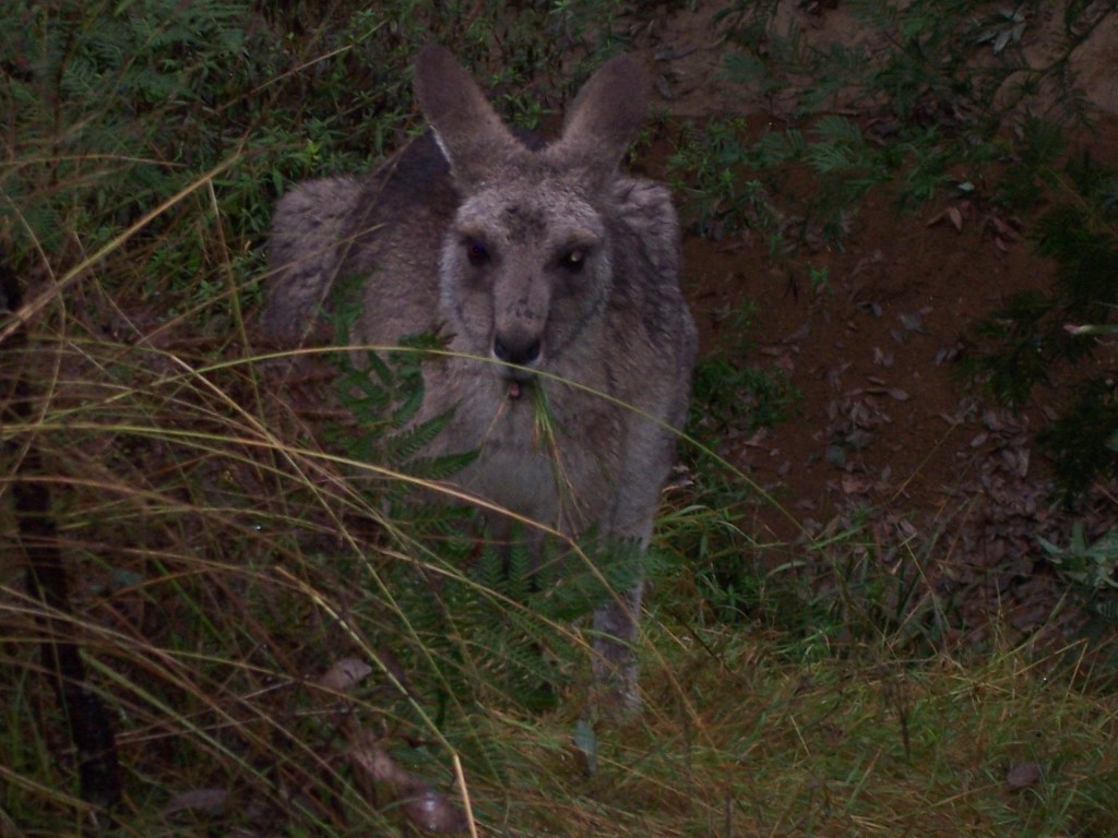 A kangaroo standing behind a bush munching on foliage while staring into the camera | Marsupial Planet