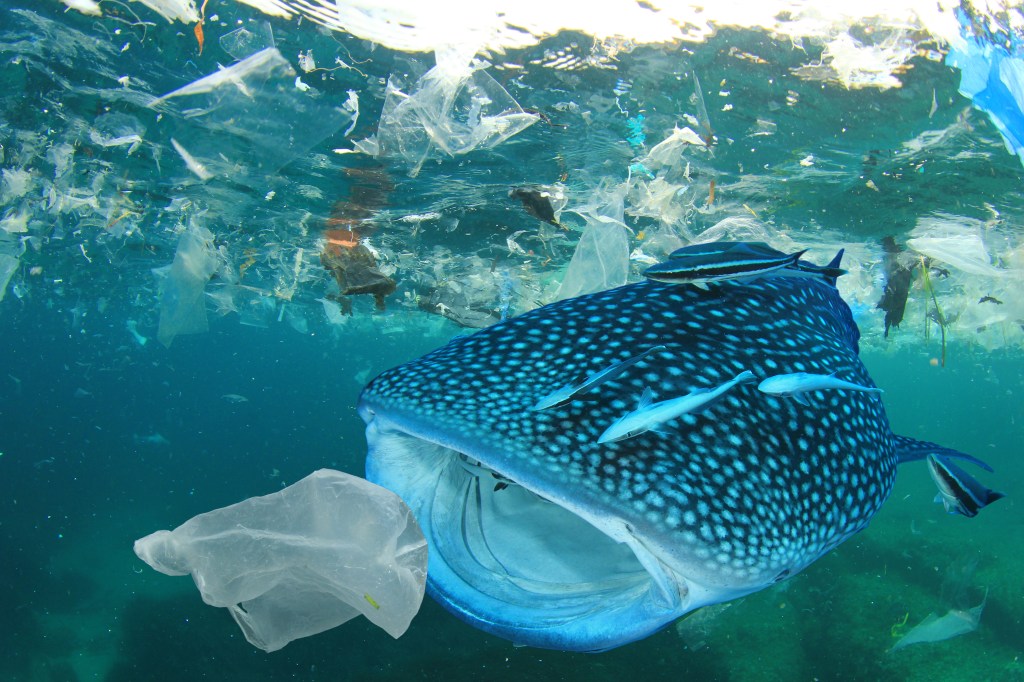 Whale Shark swimming in the ocean about to swallow a plastic bag.