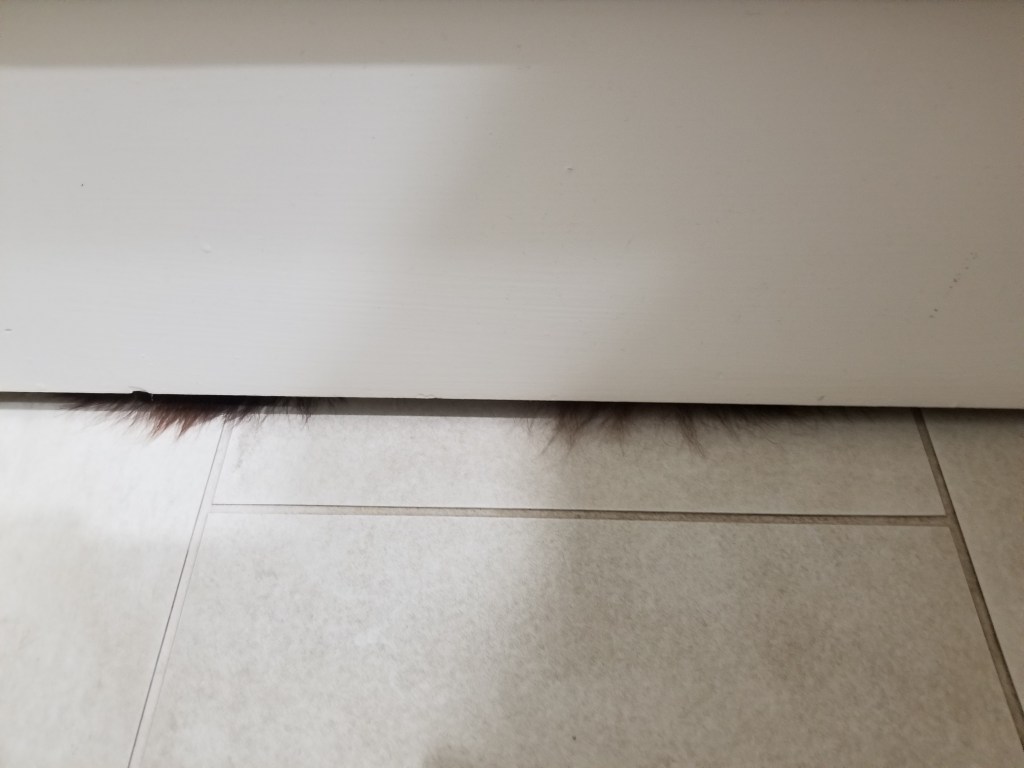 Our dog Rollo’s dark brown hair is visible under the white bathroom door | The Sunshine Blogger Award