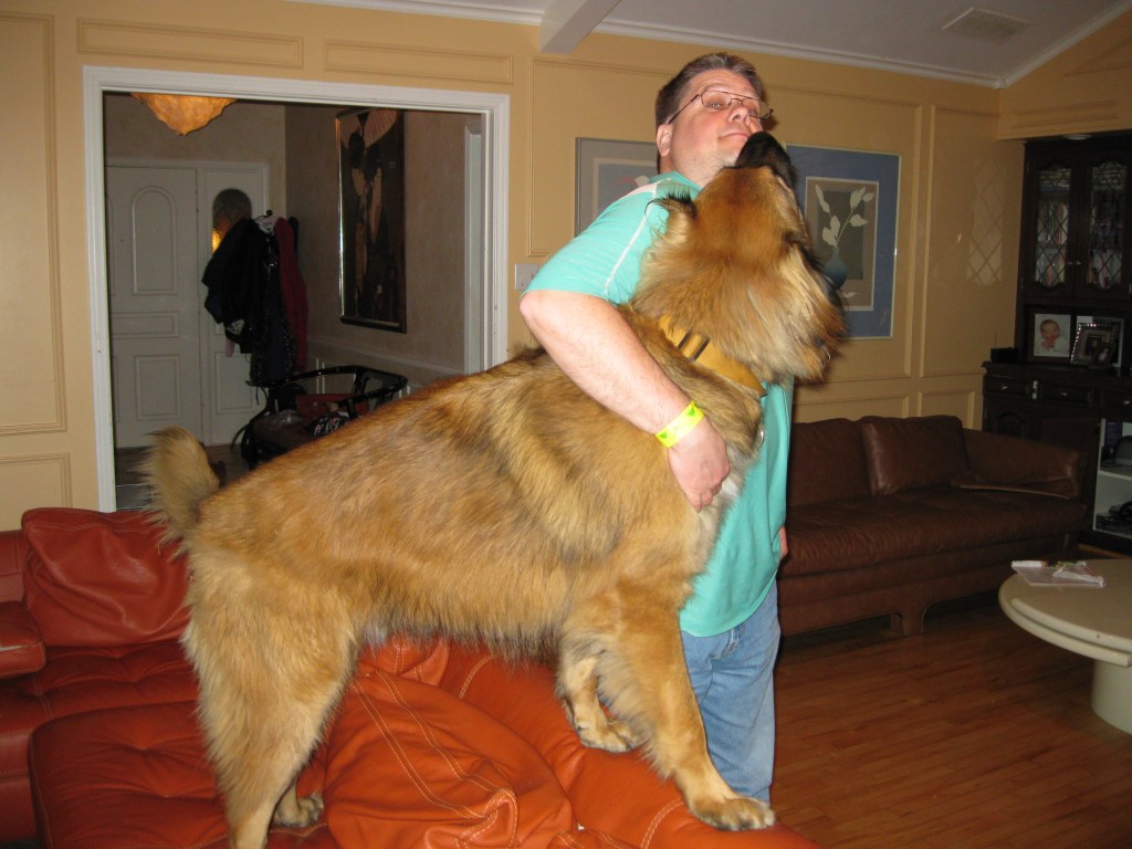 A big Leonberger is standing on a large red leather sofa and stretching out to give me a hug | Robotics And Leonberger Dogs
