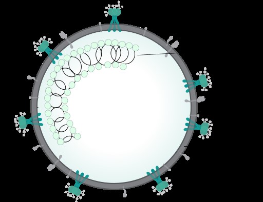 Illustration of Covid-19 Virus