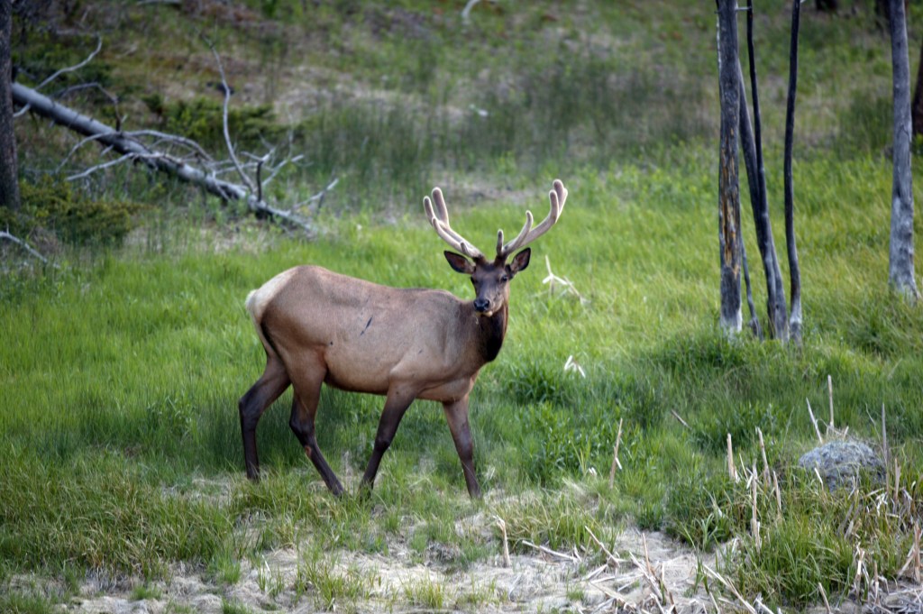 A big bull elk standing in tall grass nearby a few trees.