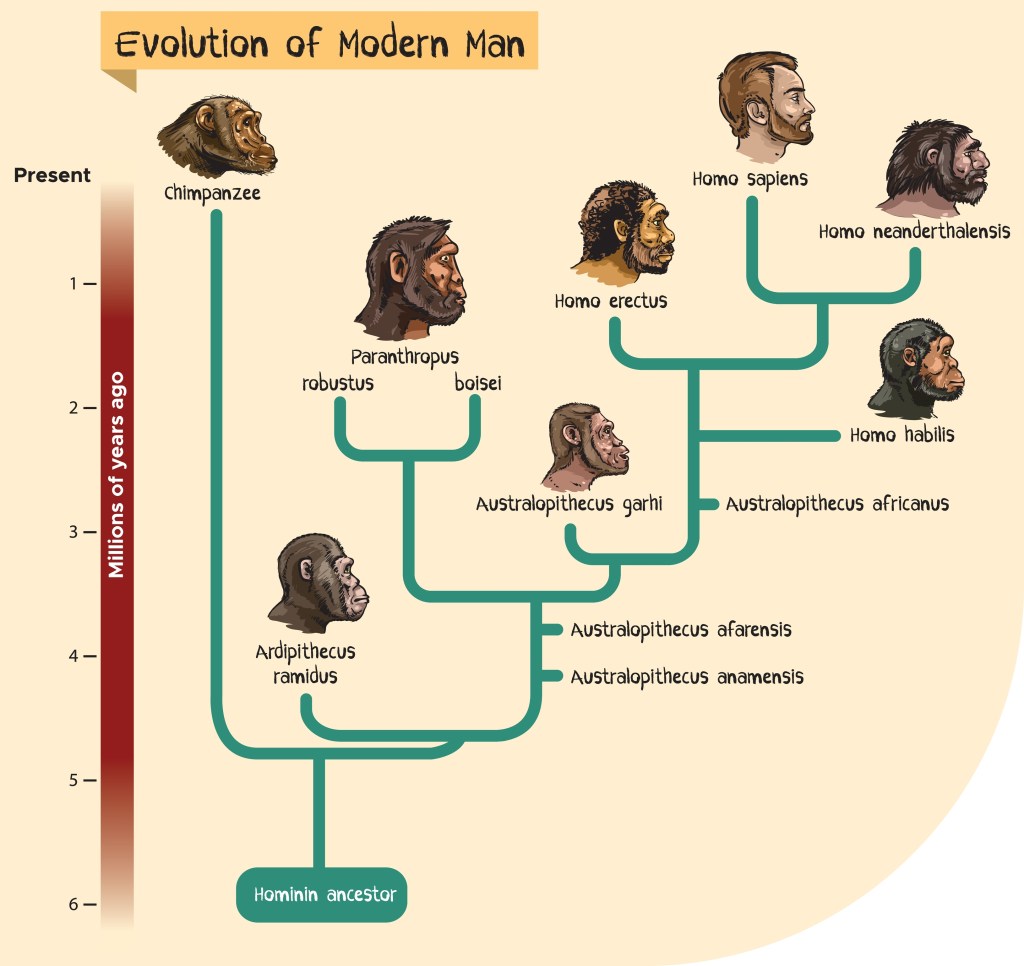 At the bottom of the cladogram is a box that says “hominin ancestor. A tree branches off from this box. On the left is a chimpanzee and the right a tree for seven hominin species including modern humans.”