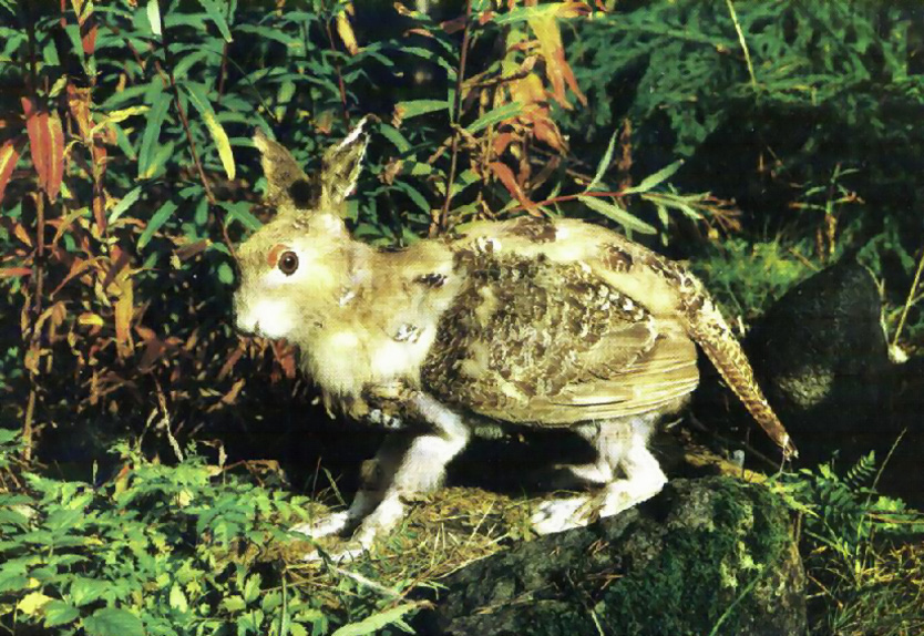 A photo of animal that looks like a mix of a wood grouse and a hare.