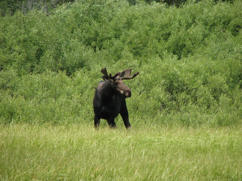 Bull moose standing in tall green grass at a distance