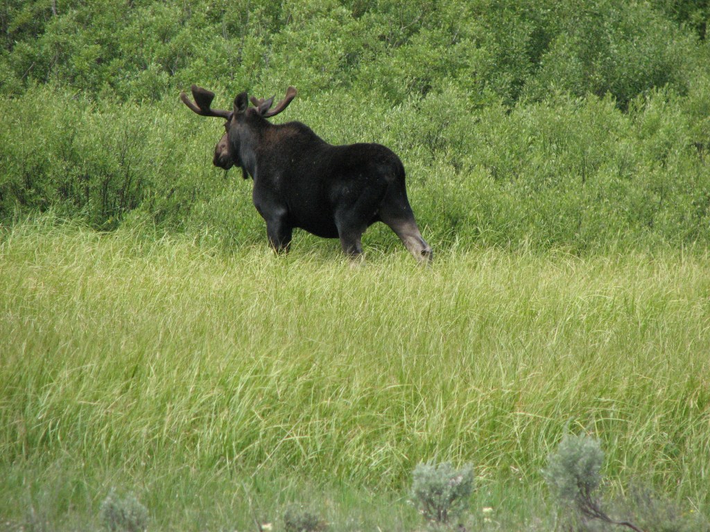 Bull moose running in tall green grass at a distance. The moose is headed away from us towards some bushes. | The Moose or Elk Conundrum