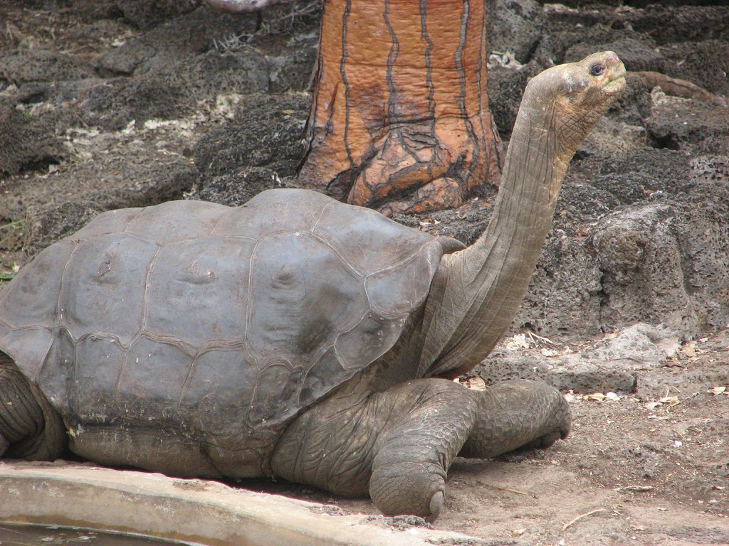 The color photo shows a close up of a giant tortoise. | The Extinction Rate is Much Higher Than the Natural Baseline Rate