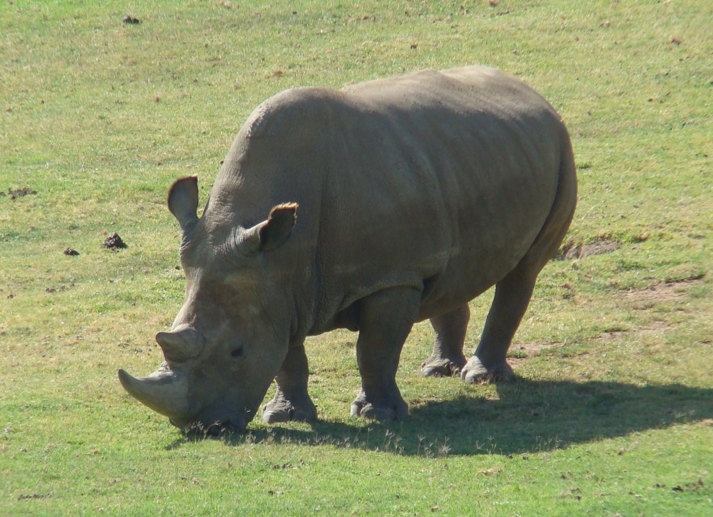 A northern white Rhino is grazing green grass at a zoo.