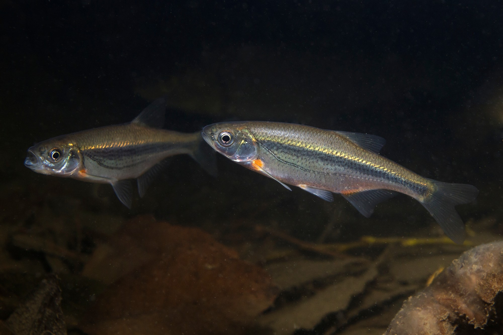 Ten Amazing Fish Facts – Super Facts