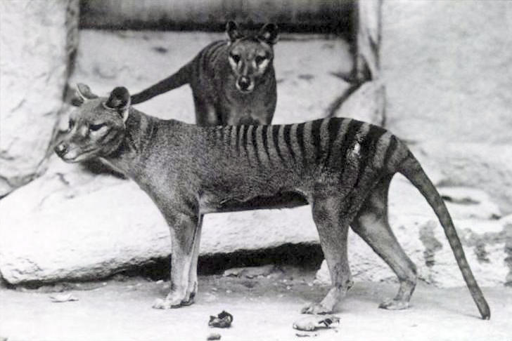 A black and white photo of Two Tasmanian Tigers. The Tasmanian Tigers had stripes on their back.
