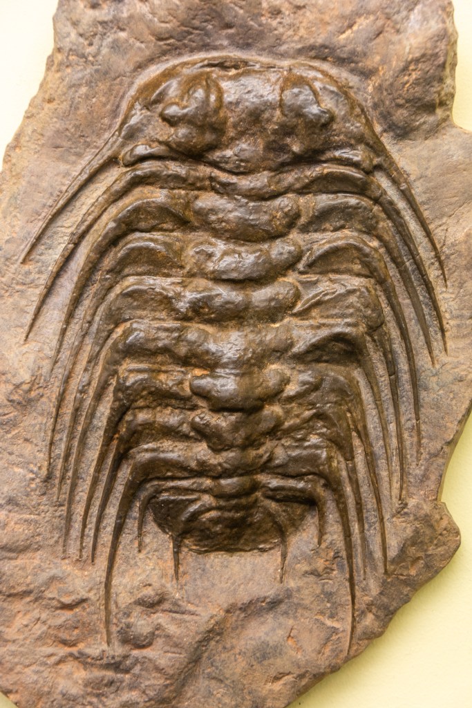A photo of a trilobite fossil. | The Second Law of Thermodynamics Does Not Contradict Evolution