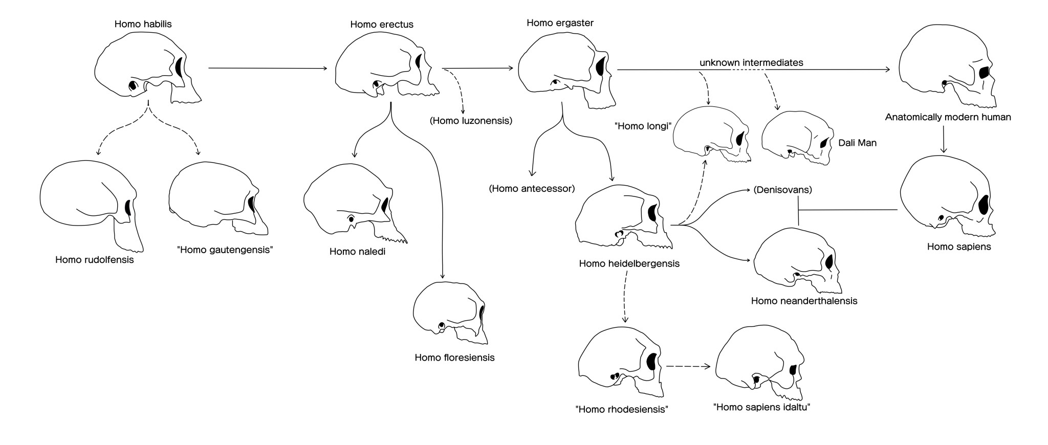 Humans and Chimpanzees Have a Common Ancestor – Super Facts