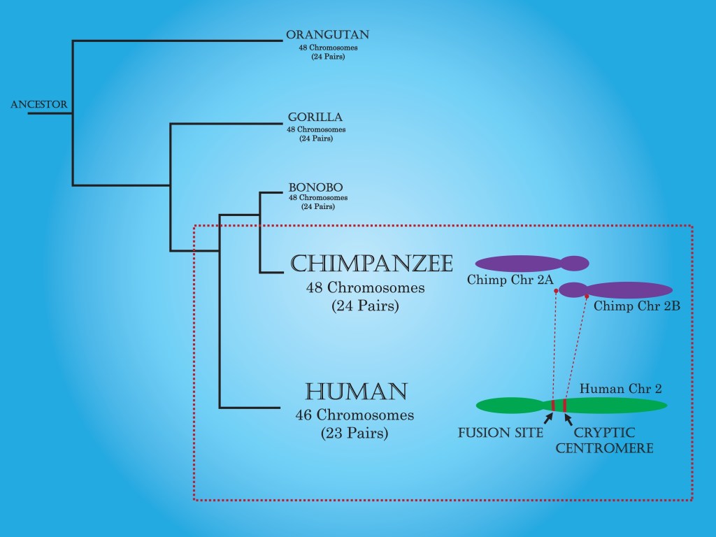 The picture is a graph that shows that gorillas, chimpanzees and humans share a common ancestor with orangutans. In turn bonobos, chimpanzees and humans share a common ancestor with gorillas and finally chimpanzees and bonobos share a common ancestor with humans.