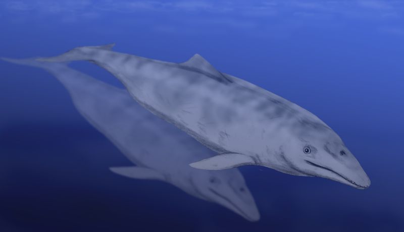 Aetiocetu: The illustration shows a fish or whale looking creature swimming in the ocean.