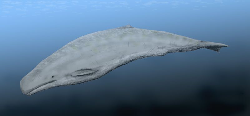 Aulophyseter: The illustration shows a creature that looks a bit like a sperm whale swimming in the ocean.