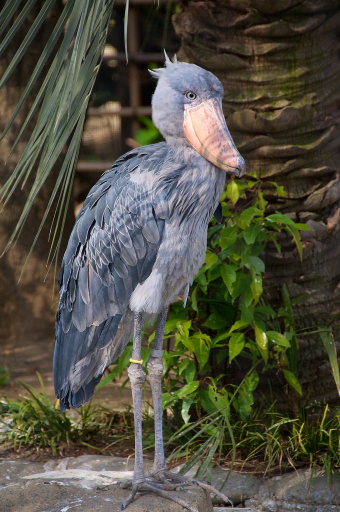 A shoebill stork is a large gray-blue bird with a huge beak.