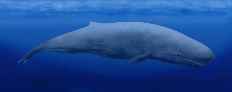 Brygmophyseter: The illustration shows a creature that looks like a sperm whale swimming in the ocean.
