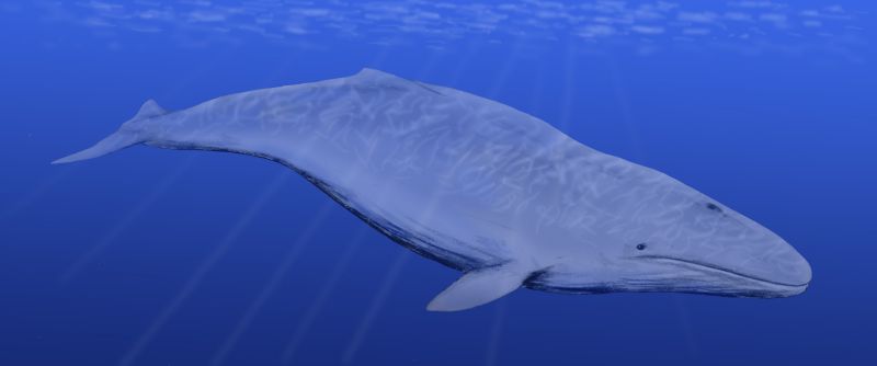 Cetotherium: The illustration shows a creature that looks like a modern gray whale swimming in the ocean.