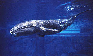 The picture shows a gray whale in water.
