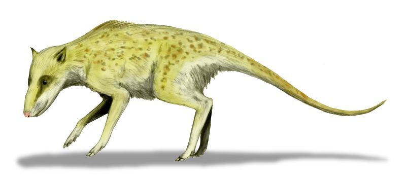 Indohyus: The illustration shows a four legged carnivorous mammal with a tail and an elongated snout.