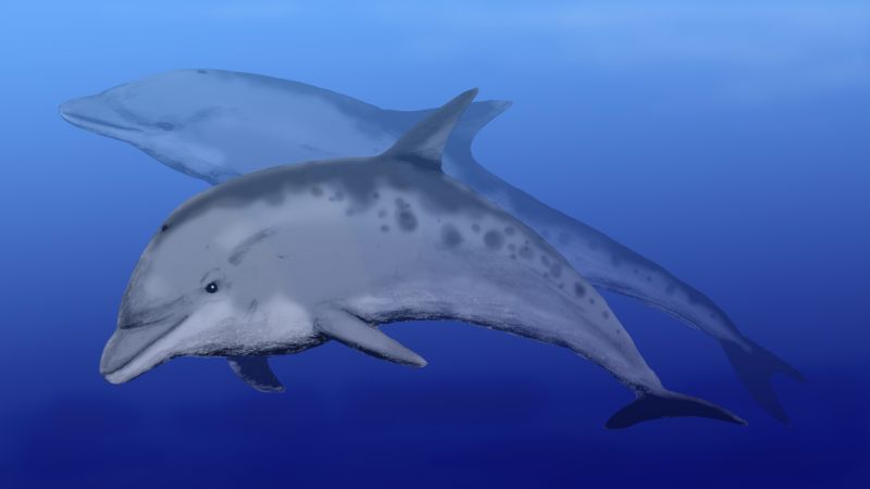 Kentriodon: The illustration shows a dolphin looking creature swimming in the ocean.