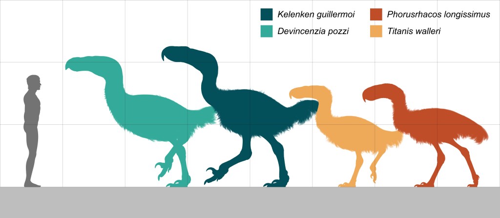 The Kelenken, Devincenzia, Phorusrhacos, and Titanis birds are all larger than the human standing on the left hand side. Kelenken guillermoi is the largest.