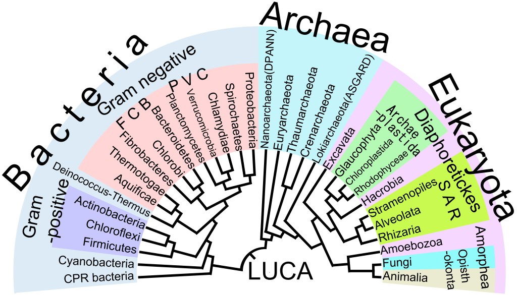 The picture shows how the three domains of life bacteria, archaea, eukaryote, and the relationships between the different phylum in each domain leads back to LUCA.