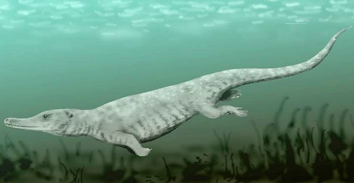 Remingtonocetus: The illustration shows a carnivorous mammal with short legs, a tail and an elongated snout. It is swimming in the ocean.